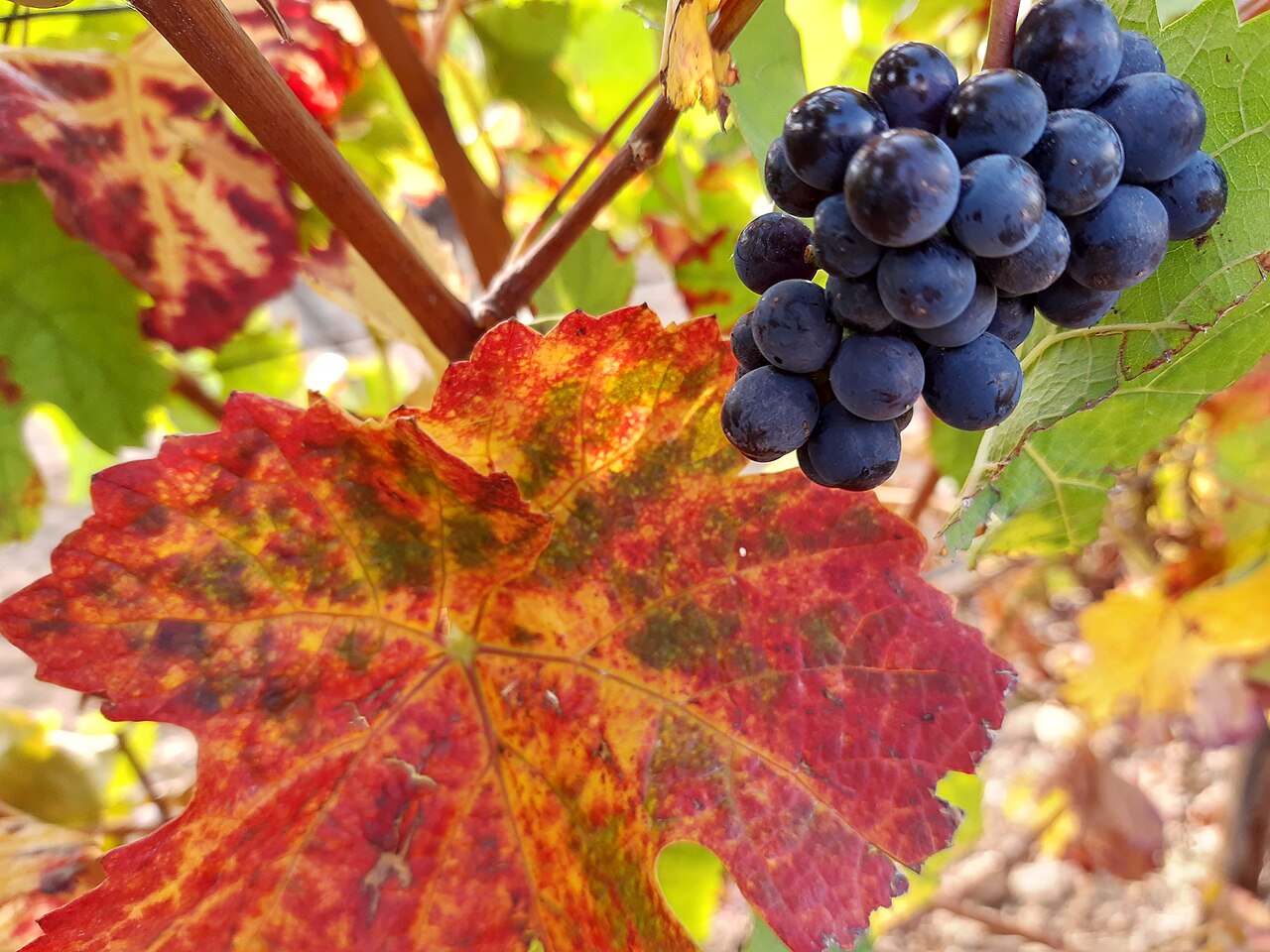 Grape 'Black Strawberry'