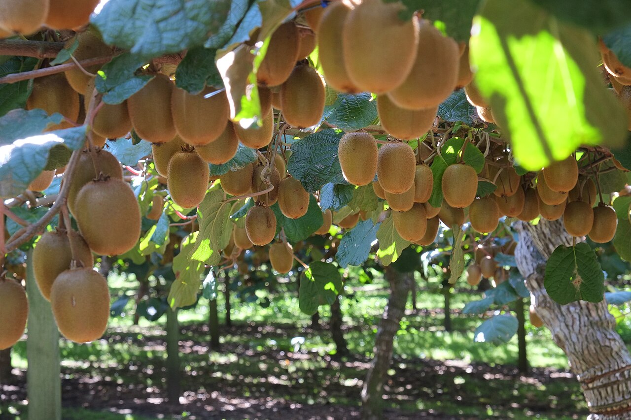 Kiwi 'Hayward'