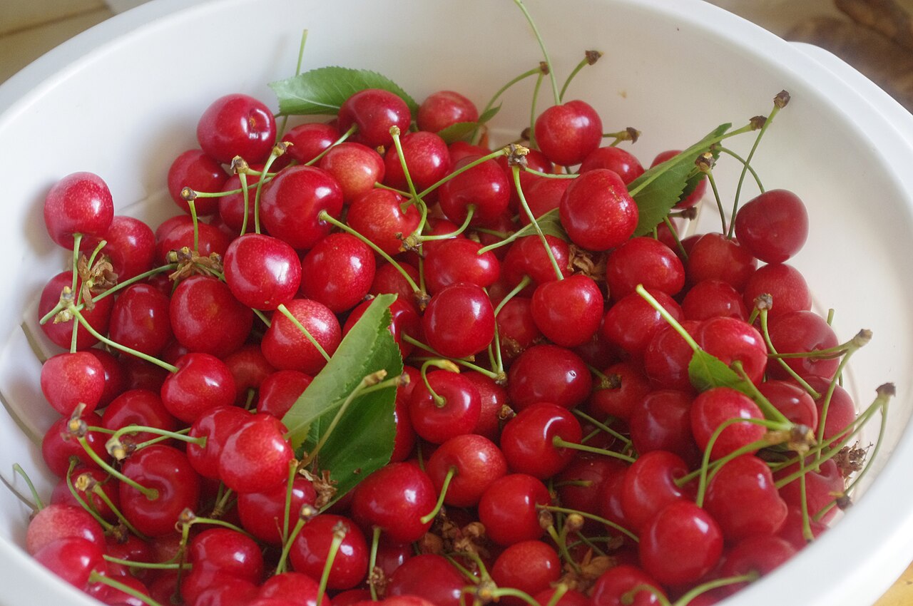 Cherry 'Morello'