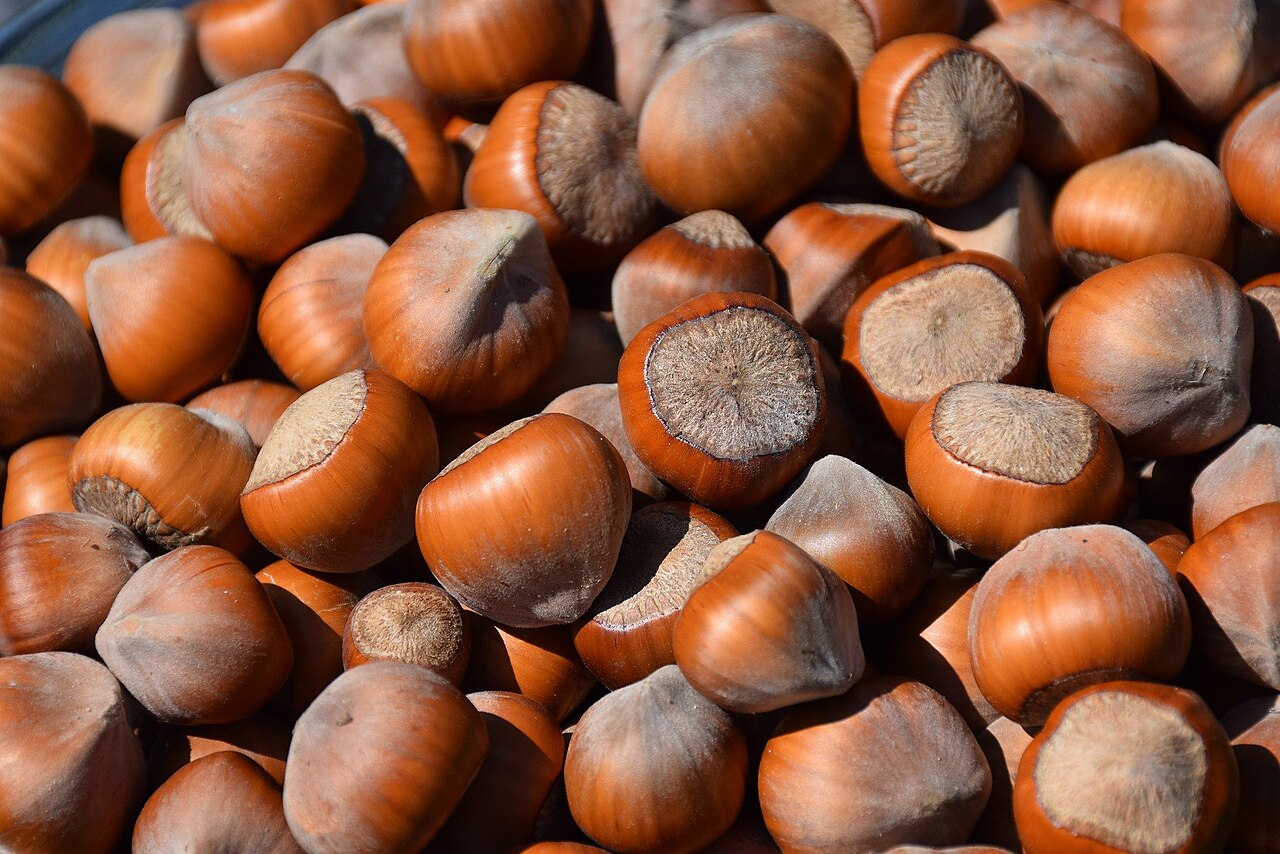 Hazelnut 'Pearsons prolific'