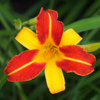 Daylily 'Frans Hals'