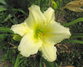 Daylily 'Fragrant Returns'