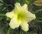 Daylily 'Fragrant Returns'