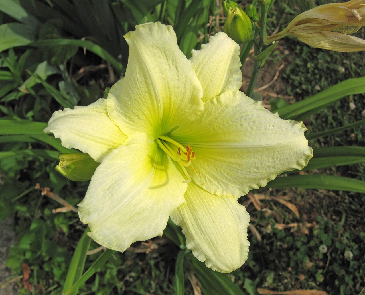 Daylily 'Fragrant Returns'