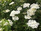 Elder 'Ina'