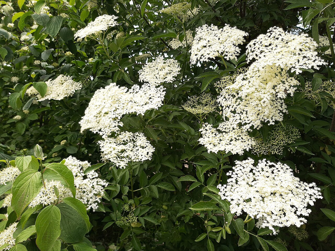 Elder 'Ina'
