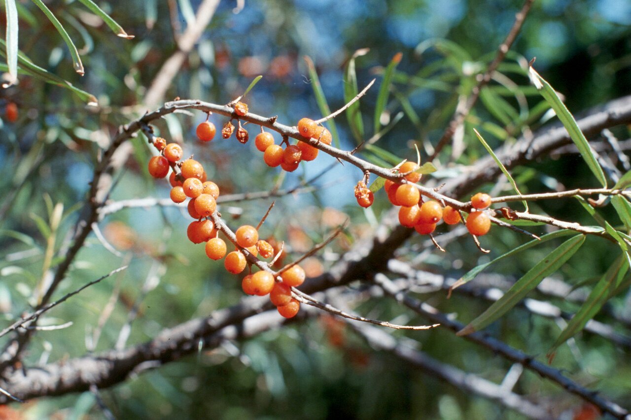 Sea Buckthorn 'Silver Star' (Hikul)