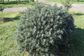 Sea Buckthorn 'Silver Star' (Hikul)