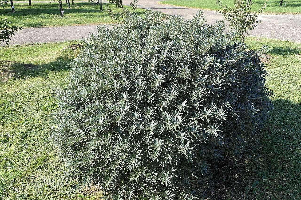 Sea Buckthorn 'Silver Star' (Hikul)