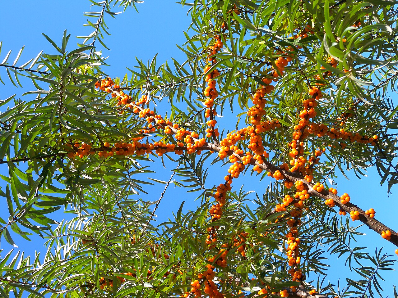 Sea Buckthorn 'Orange Energy'