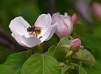 Quince 'Persian'
