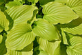 Hosta 'August Moon'