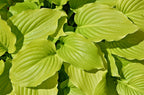 Hosta 'August Moon'