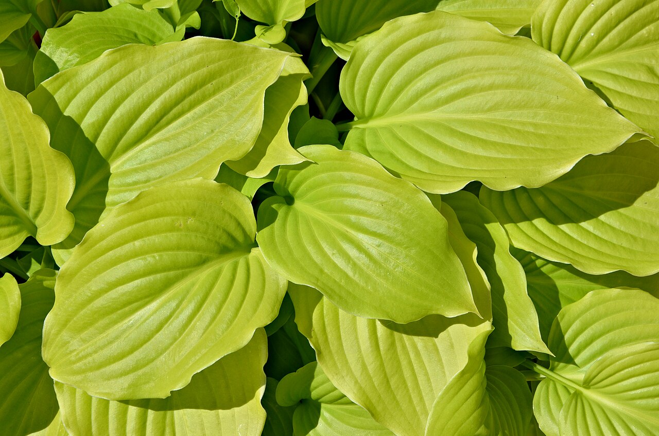 Hosta 'August Moon'