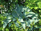 Hosta 'Halcyon'