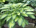 Hosta 'Pauls Glory'