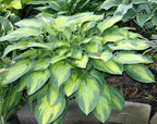 Hosta 'Pauls Glory'