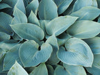 Hosta 'Halcyon'