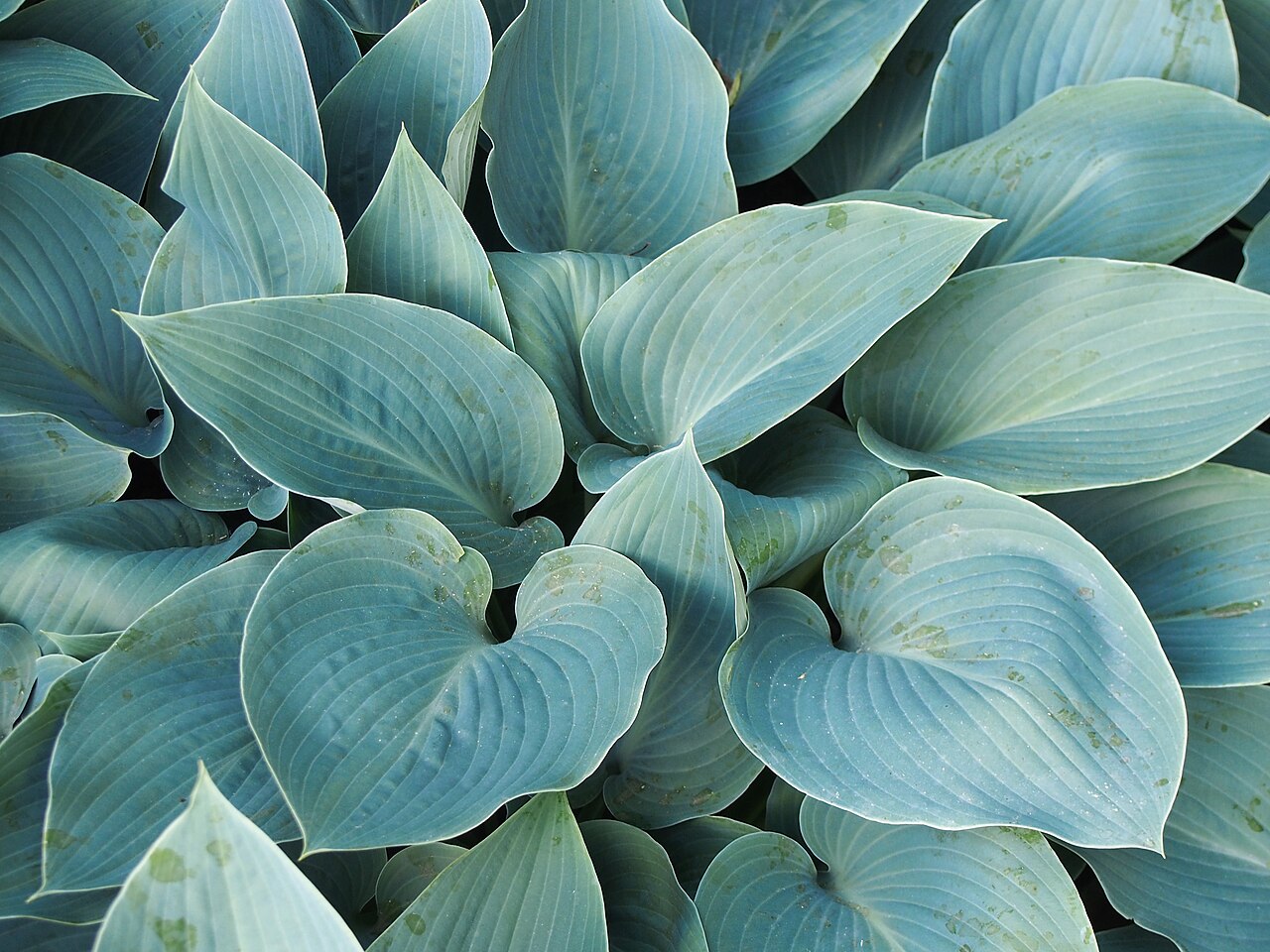 Hosta 'Halcyon'