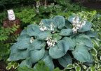 Hosta 'Elegans'