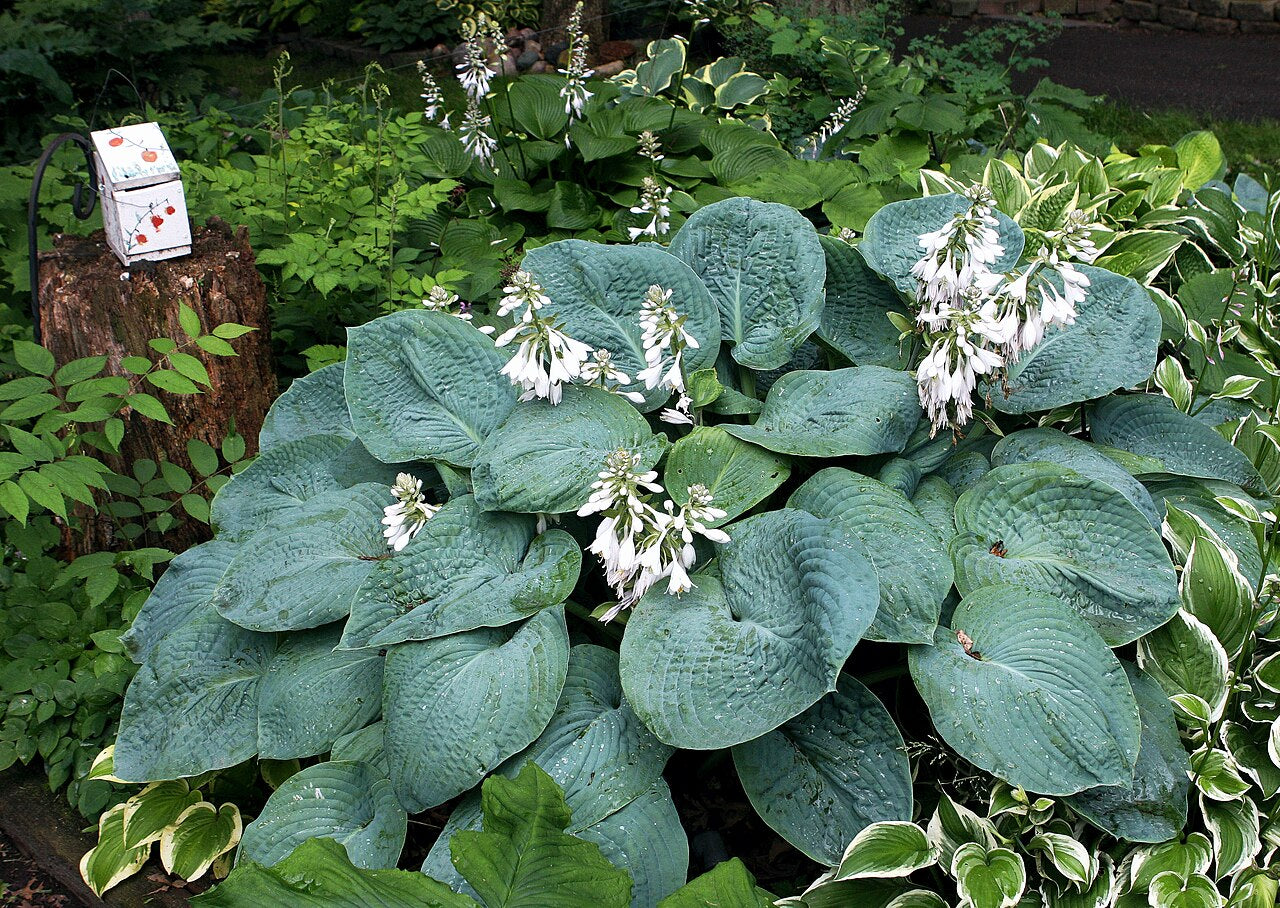 Hosta 'Elegans'