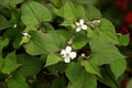 Heart-leaved Houttuynia