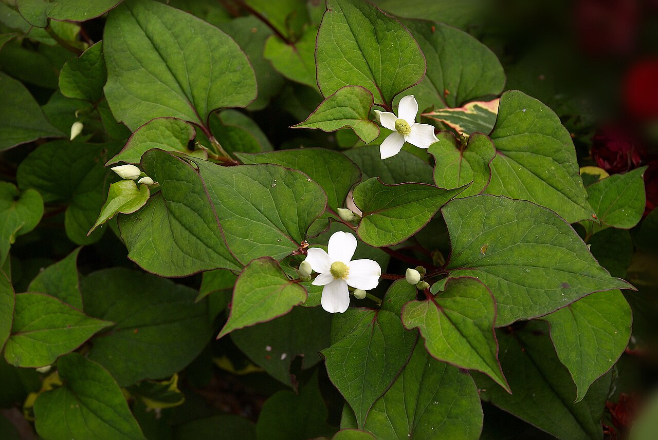 Heart-leaved Houttuynia
