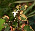 Heart-leaved Houttuynia 'Chameleon'