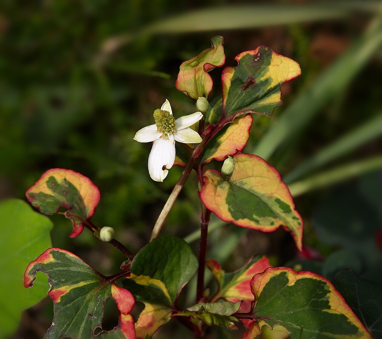 Heart-leaved Houttuynia 'Chameleon'