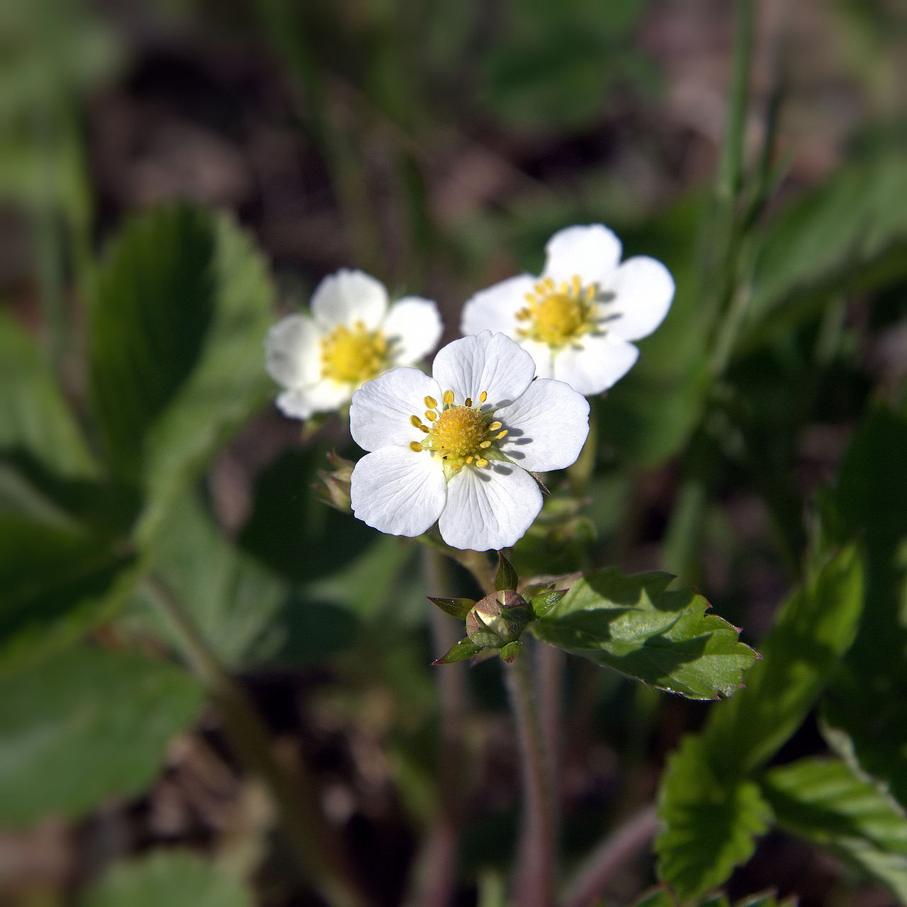 Strawberry 'Capron Royale'