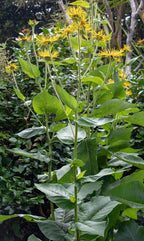 Giant Inula