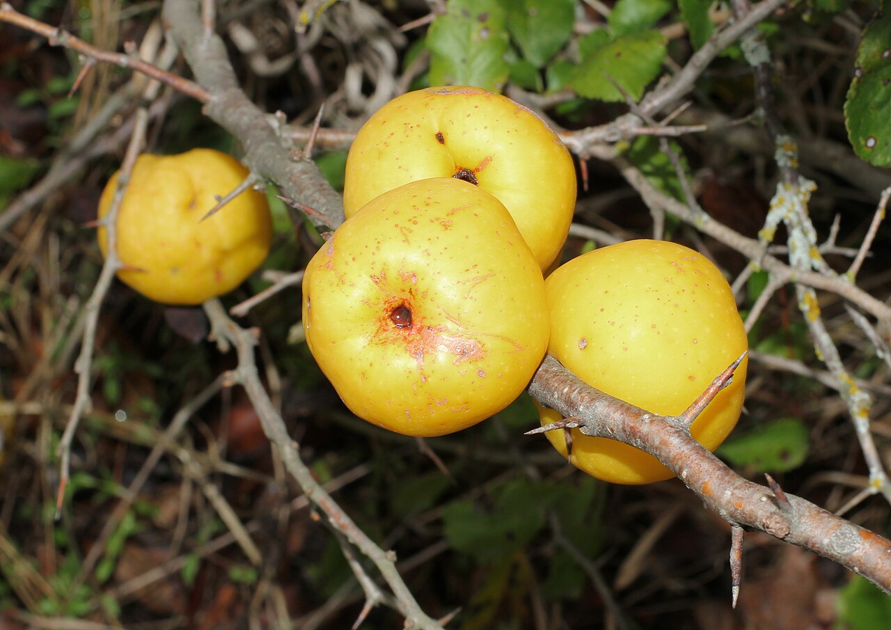 Japanese Quince 'Cido'