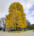Ginkgo 'King of Dongting'