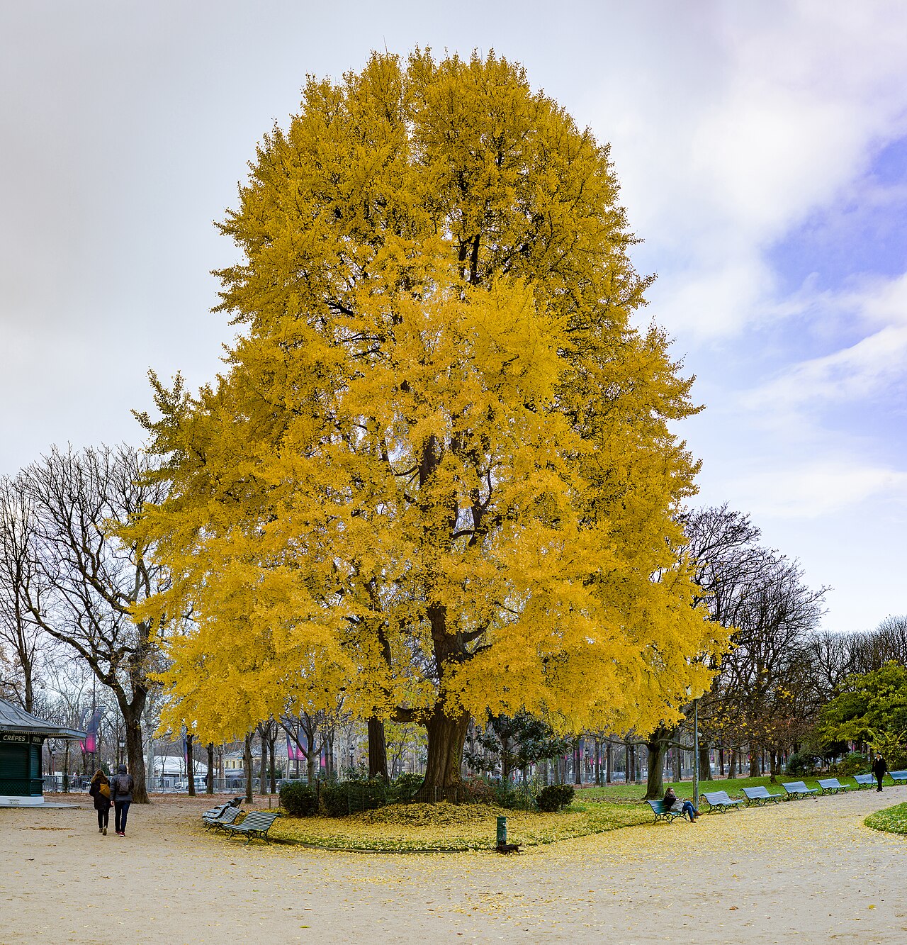 Ginkgo 'King of Dongting'