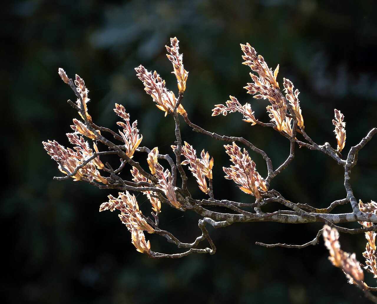 Apple Serviceberry