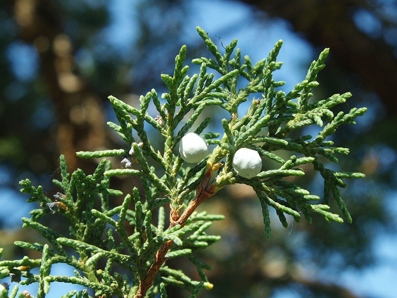Rocky Mountain Juniper 'Skyrocket'