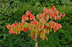 Persimmon 'Rosseyanka'