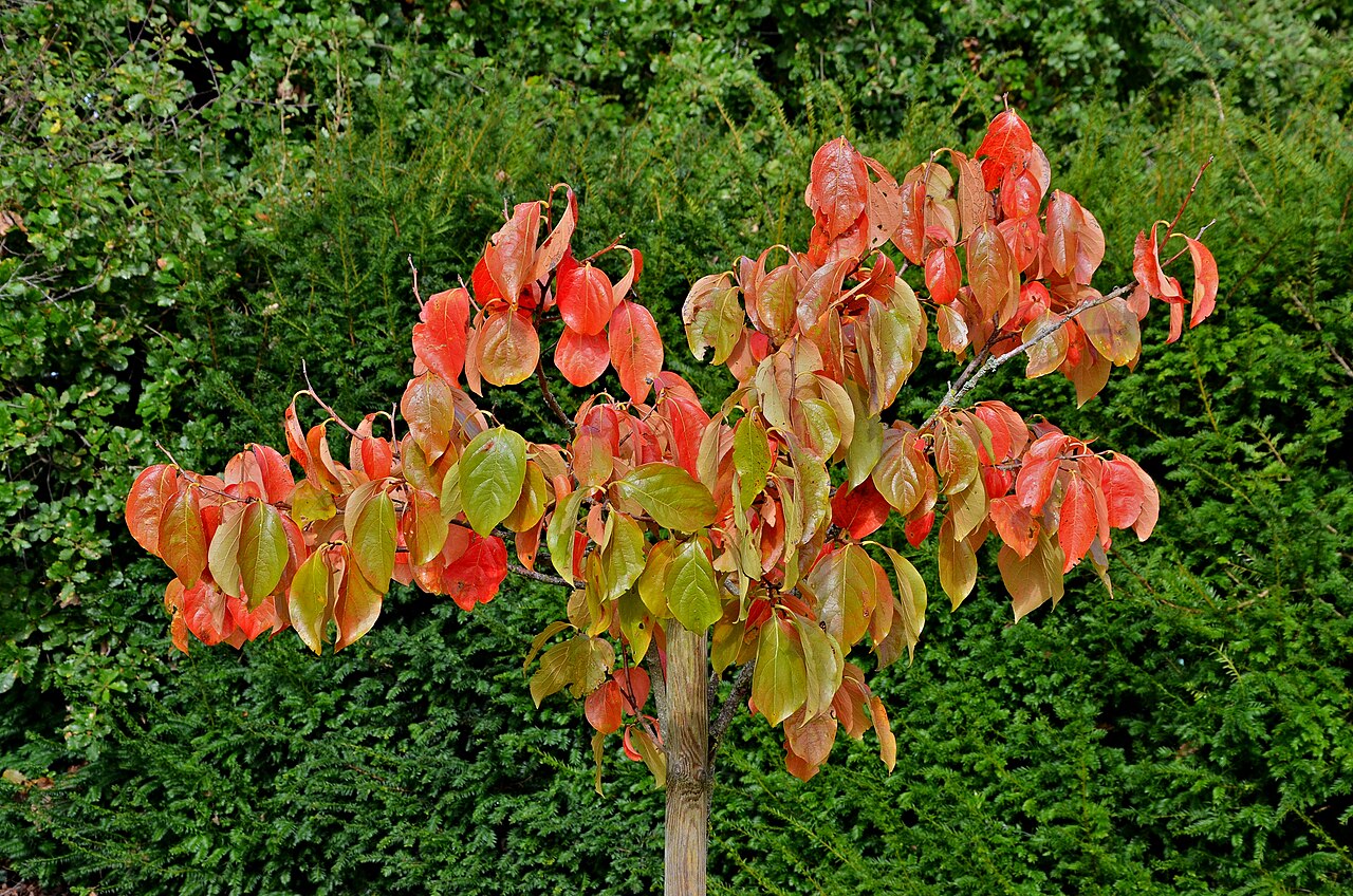 Persimmon 'Rosseyanka'