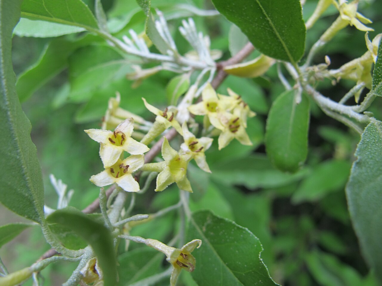 Silver Berry