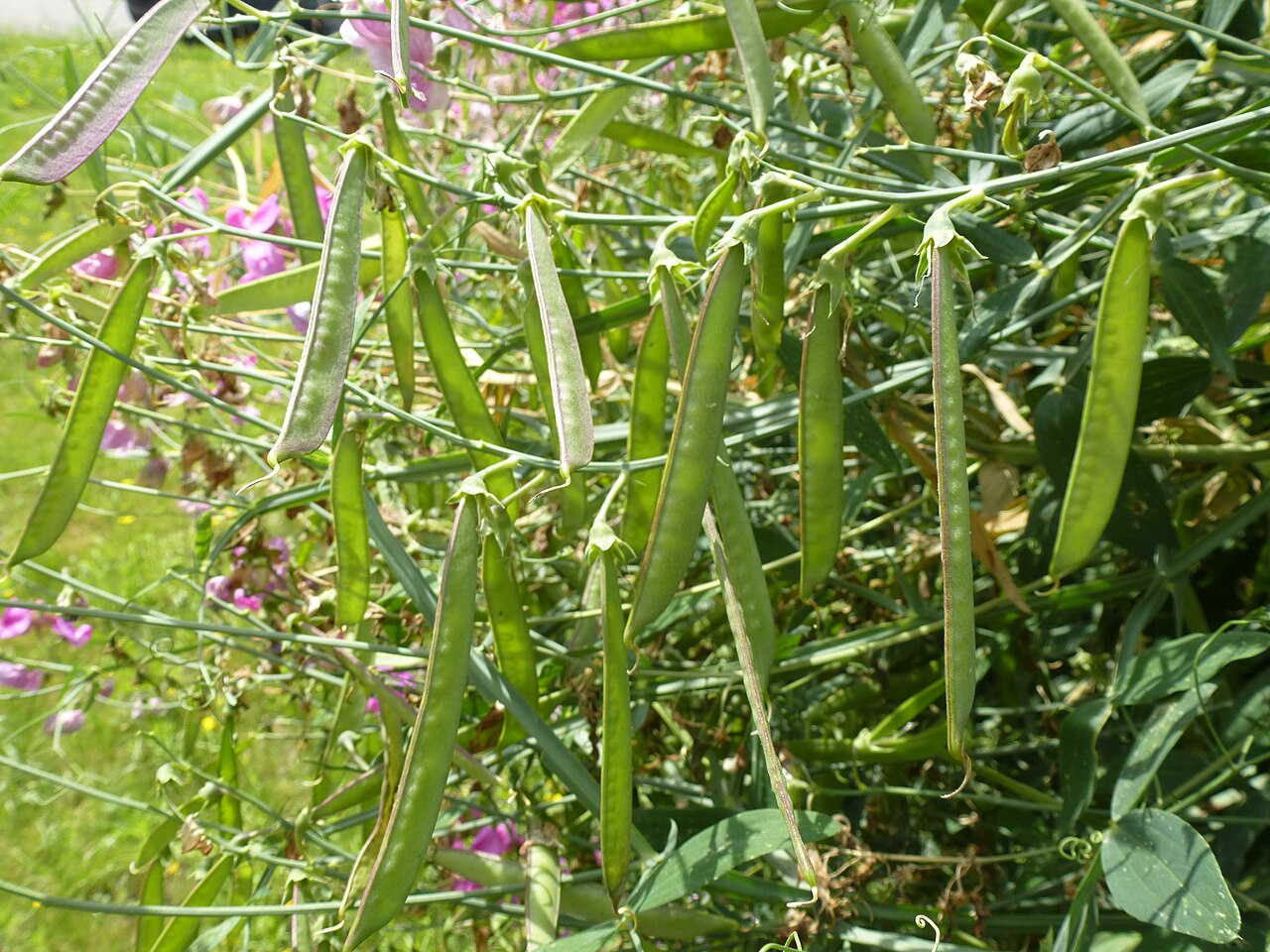 Everlasting Pea