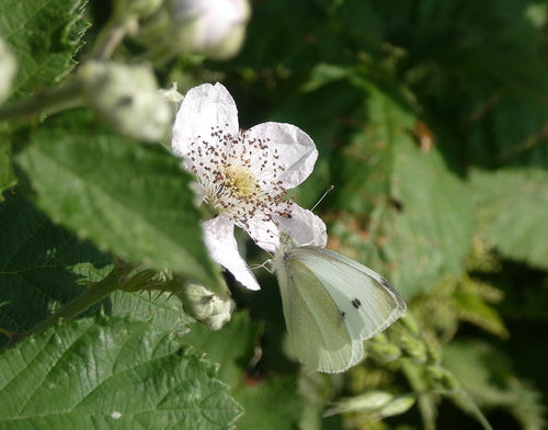 Blackberry 'Helen'