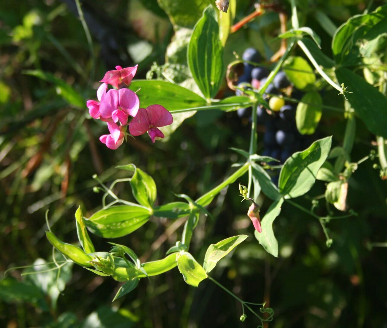 Everlasting Pea