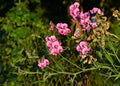 Everlasting Pea