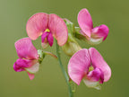 Narrow-leaved Everlasting Pea