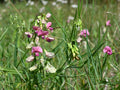 Narrow-leaved Everlasting Pea
