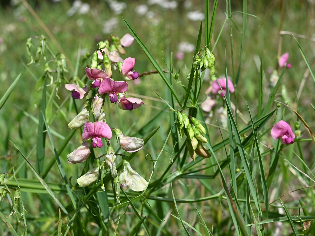 Narrow-leaved Everlasting Pea