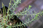 Perennial Flax