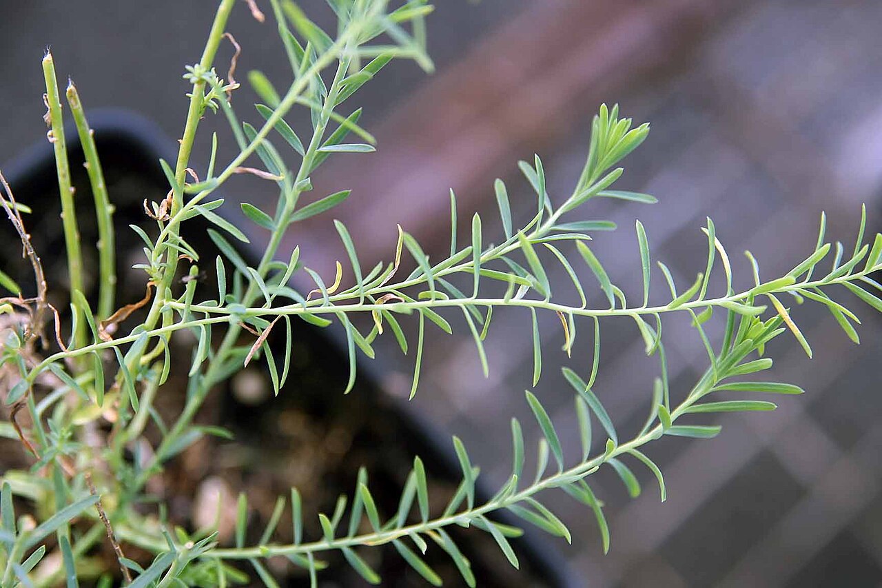 Perennial Flax
