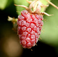 Tayberry