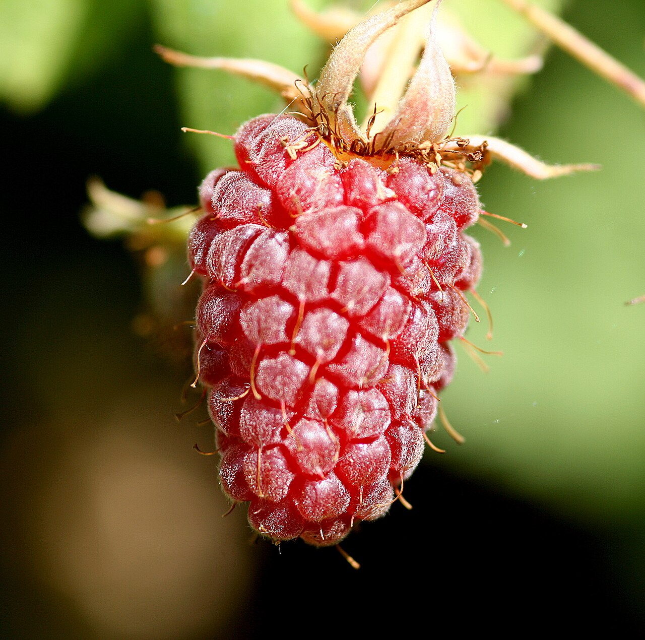 Tayberry